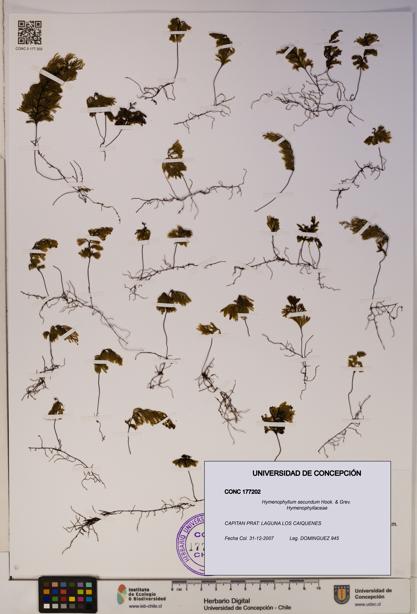 Hymenophyllum secundum [Espécimen: ]