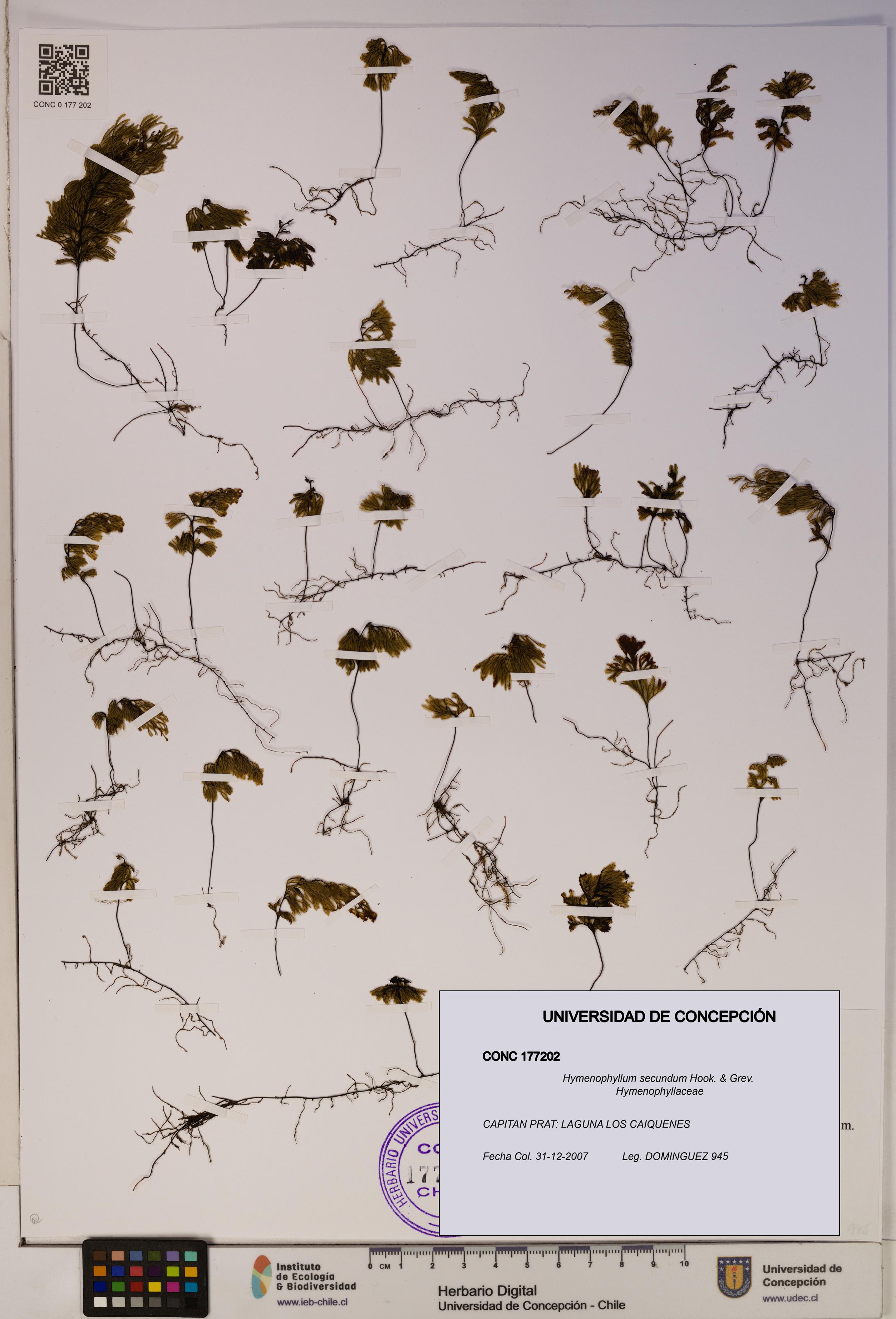 Hymenophyllum secundum [Espécimen: ]