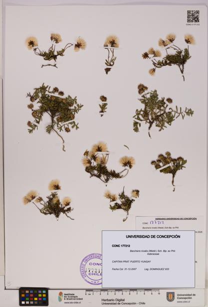 Baccharis nivalis [Espécimen: UDEC:CONC:0177212]