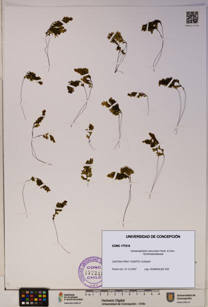Hymenophyllum secundum [Espécimen: ]