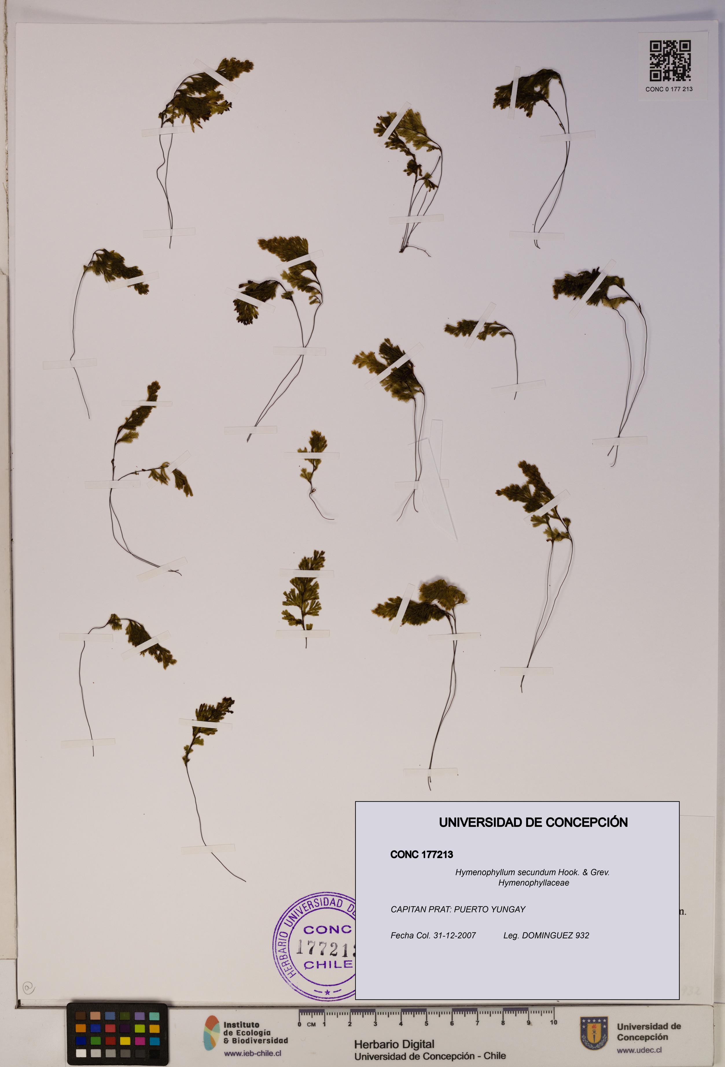 Hymenophyllum secundum [Espécimen: ]