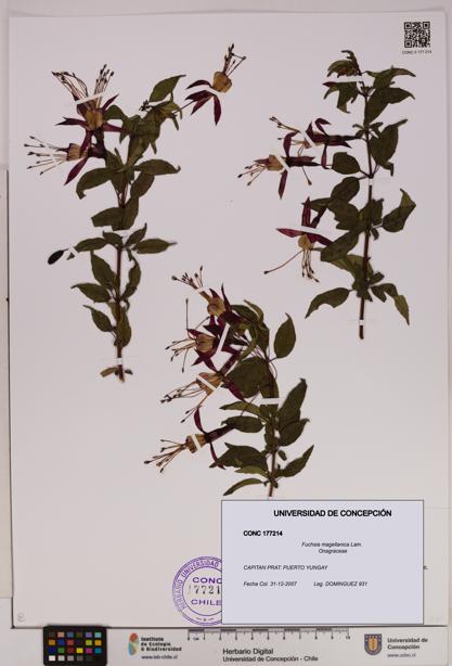 Fuchsia magellanica [Espécimen: UDEC:CONC:0177214]