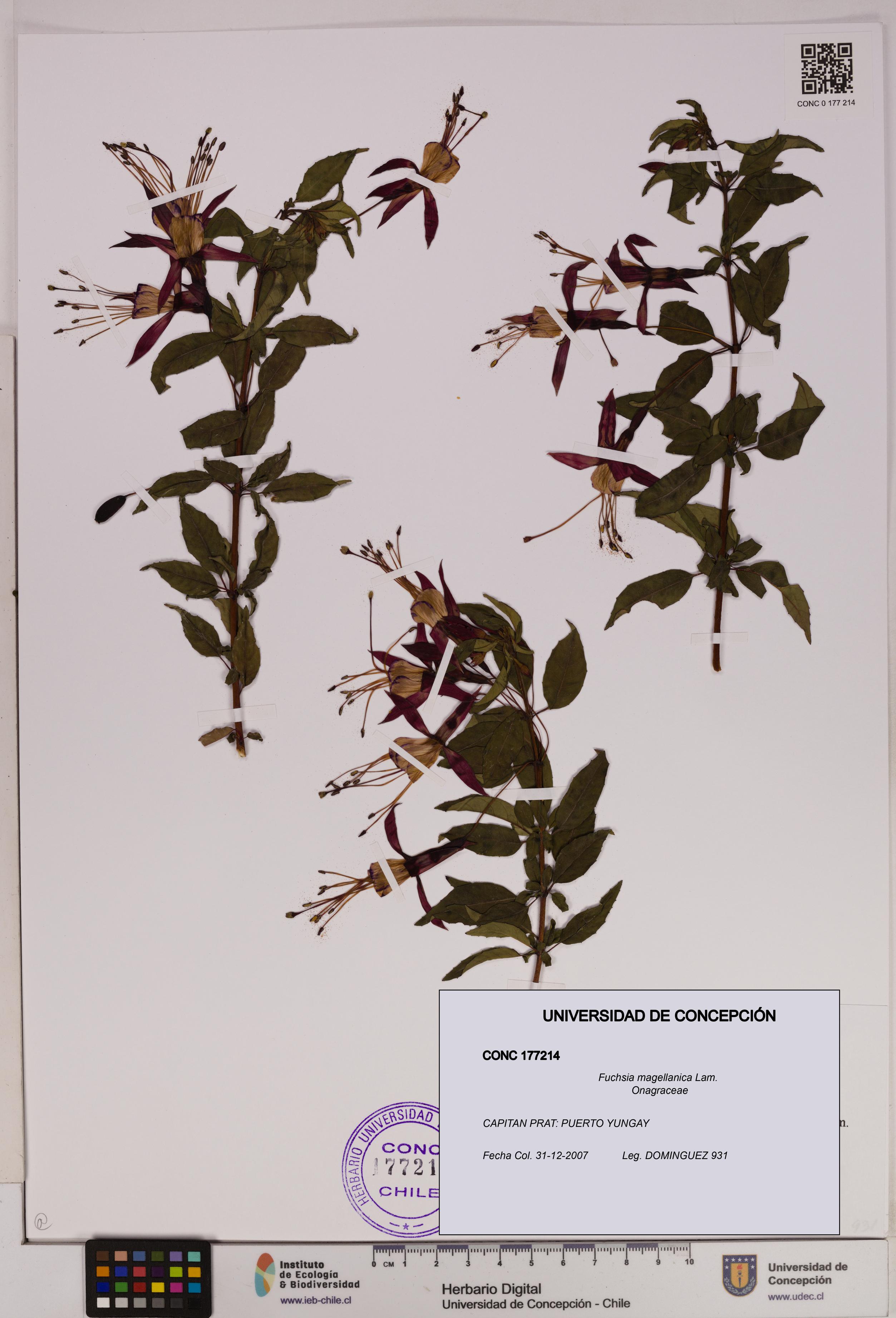 Fuchsia magellanica [Espécimen: UDEC:CONC:0177214]