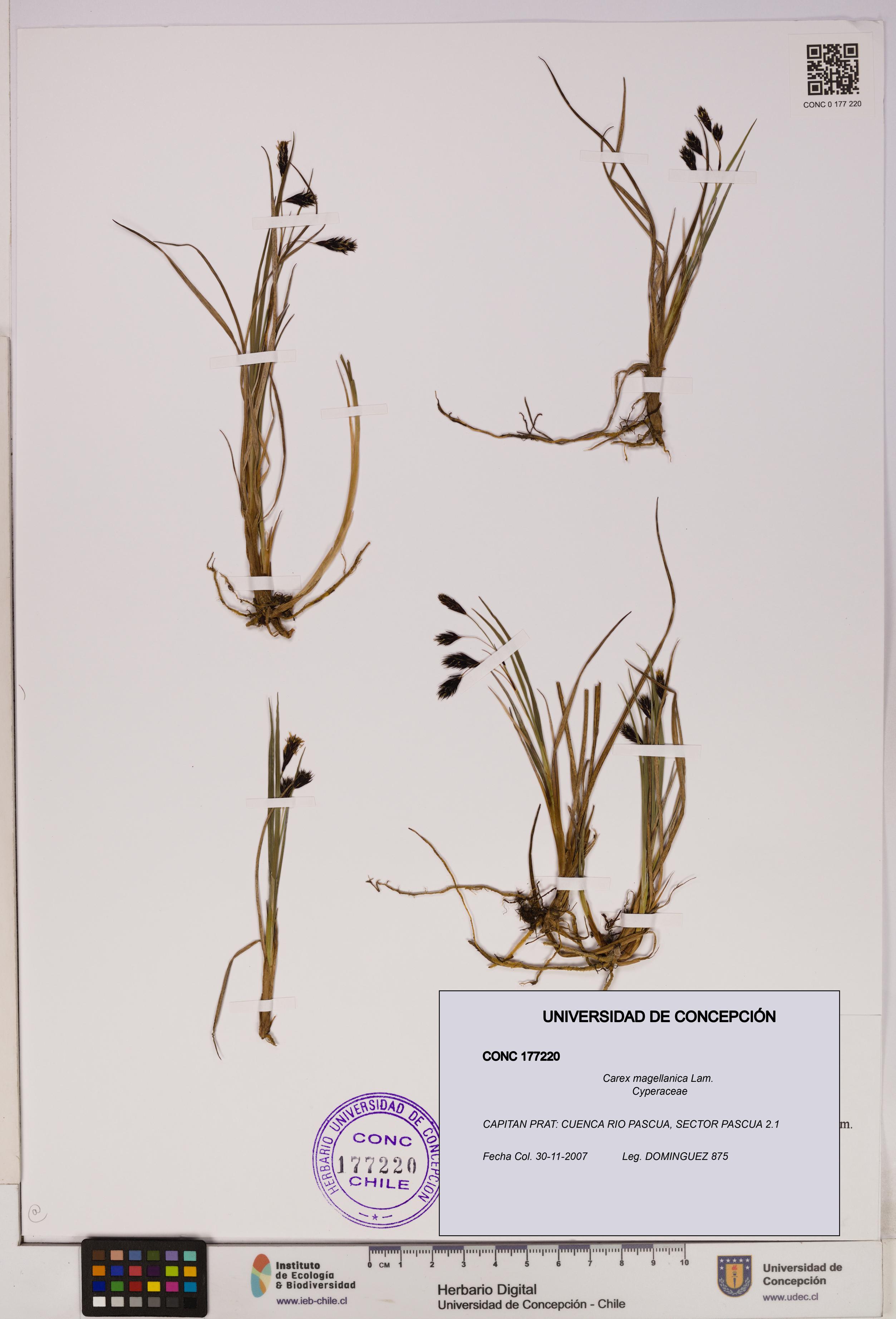Carex magellanica [Espécimen: UDEC:CONC:0177220]