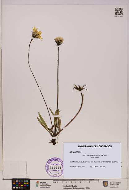 Hypochaeris palustris [Espécimen: UDEC:CONC:0177221]