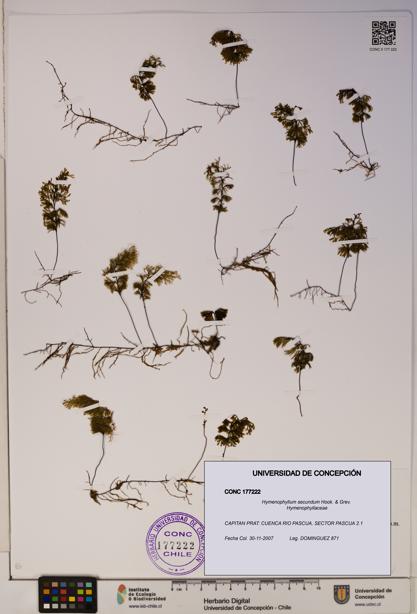 Hymenophyllum secundum [Espécimen: ]
