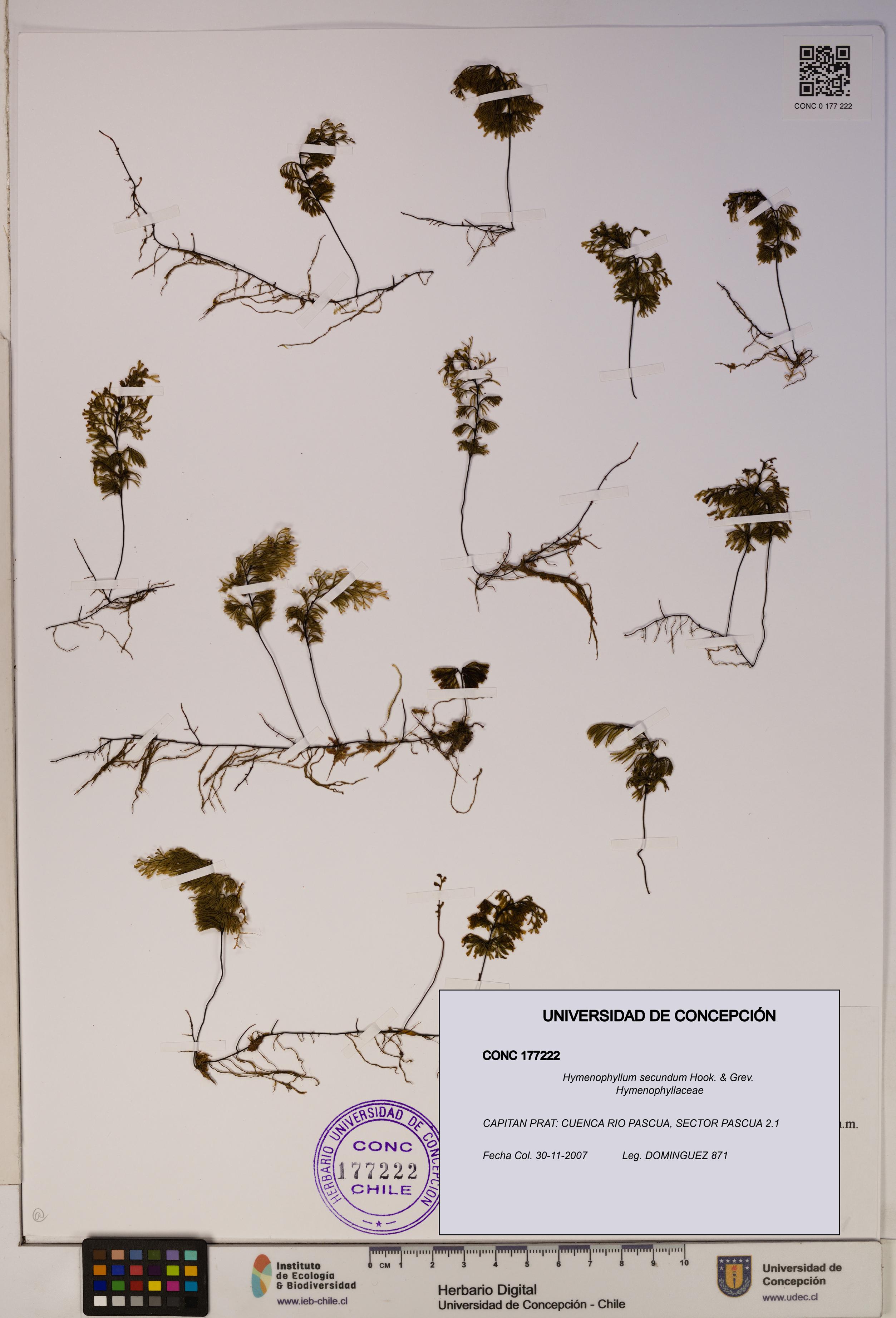 Hymenophyllum secundum [Espécimen: ]