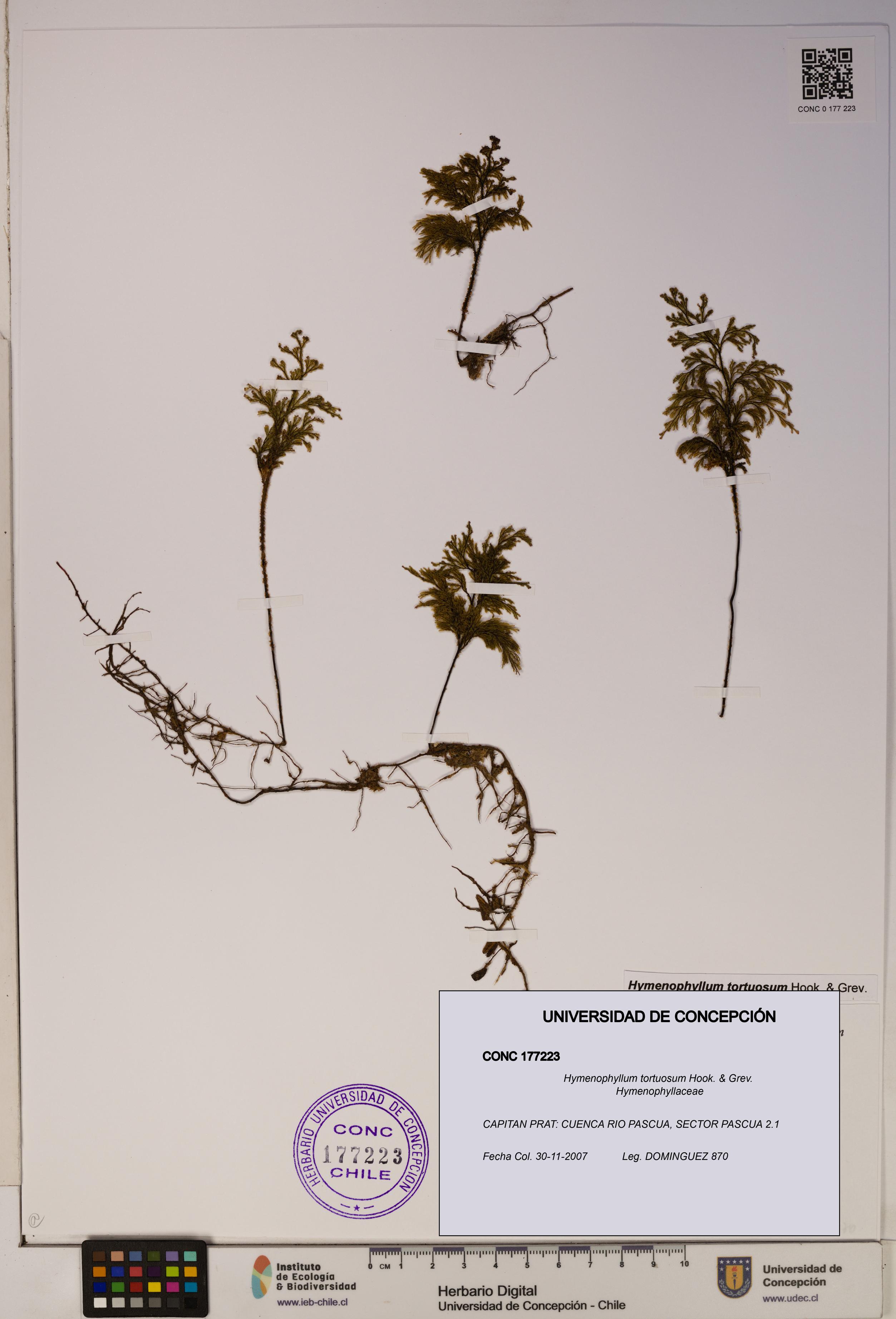 Hymenophyllum tortuosum [Espécimen: ]