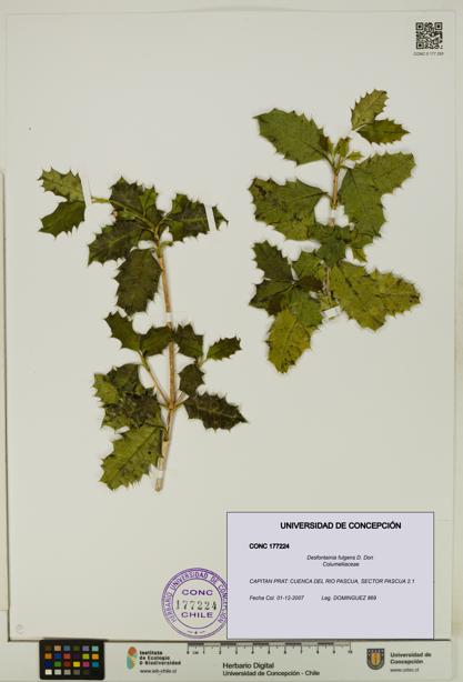 Desfontainia fulgens [Espécimen: UDEC:CONC:0177224]