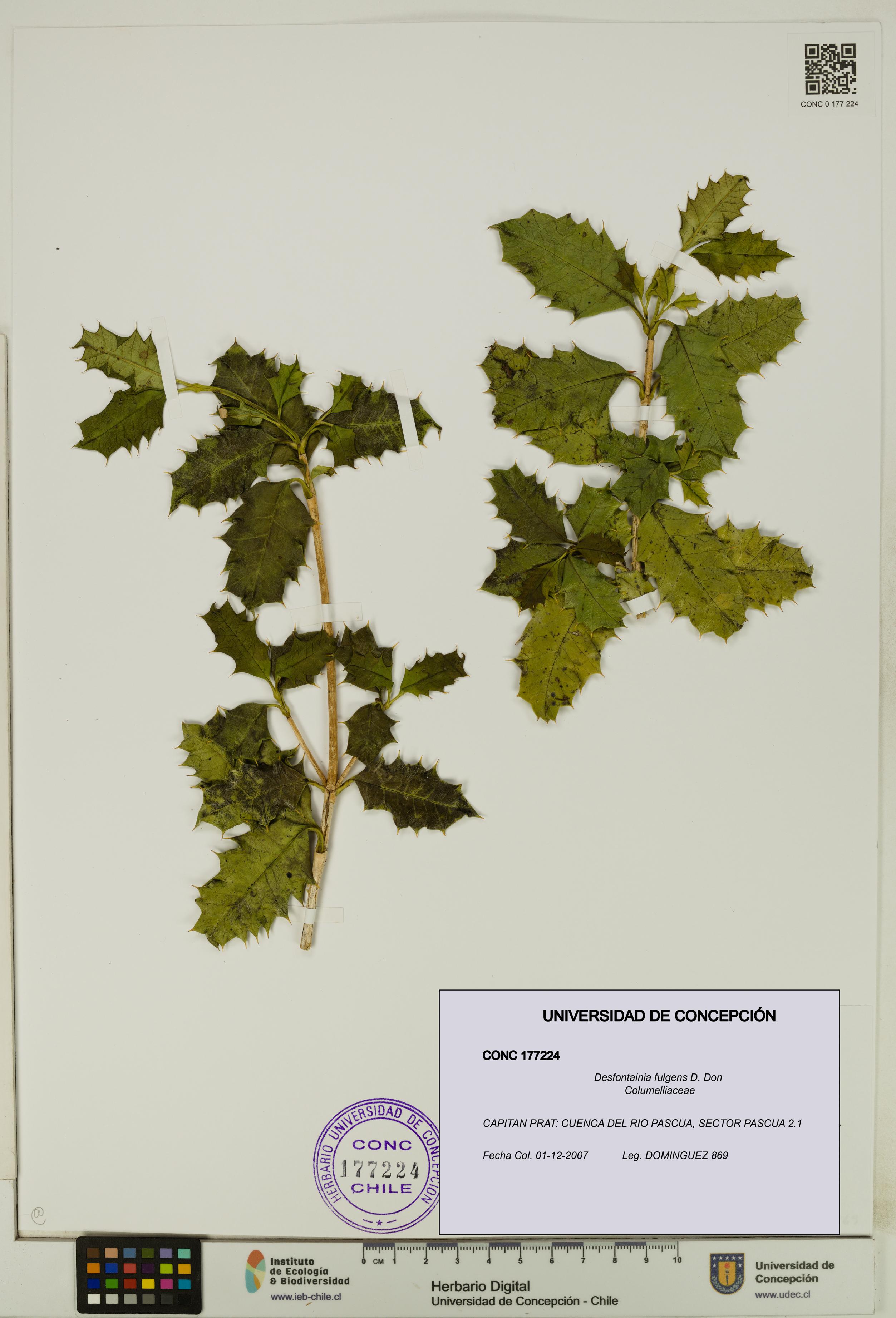 Desfontainia fulgens [Espécimen: UDEC:CONC:0177224]