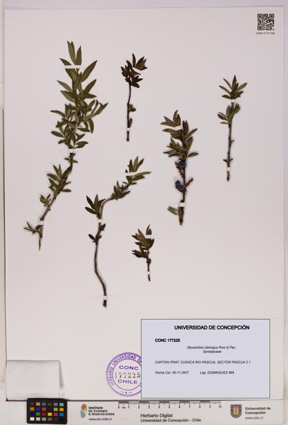 Myoschilos oblongus [Espécimen: UDEC:CONC:0177225]