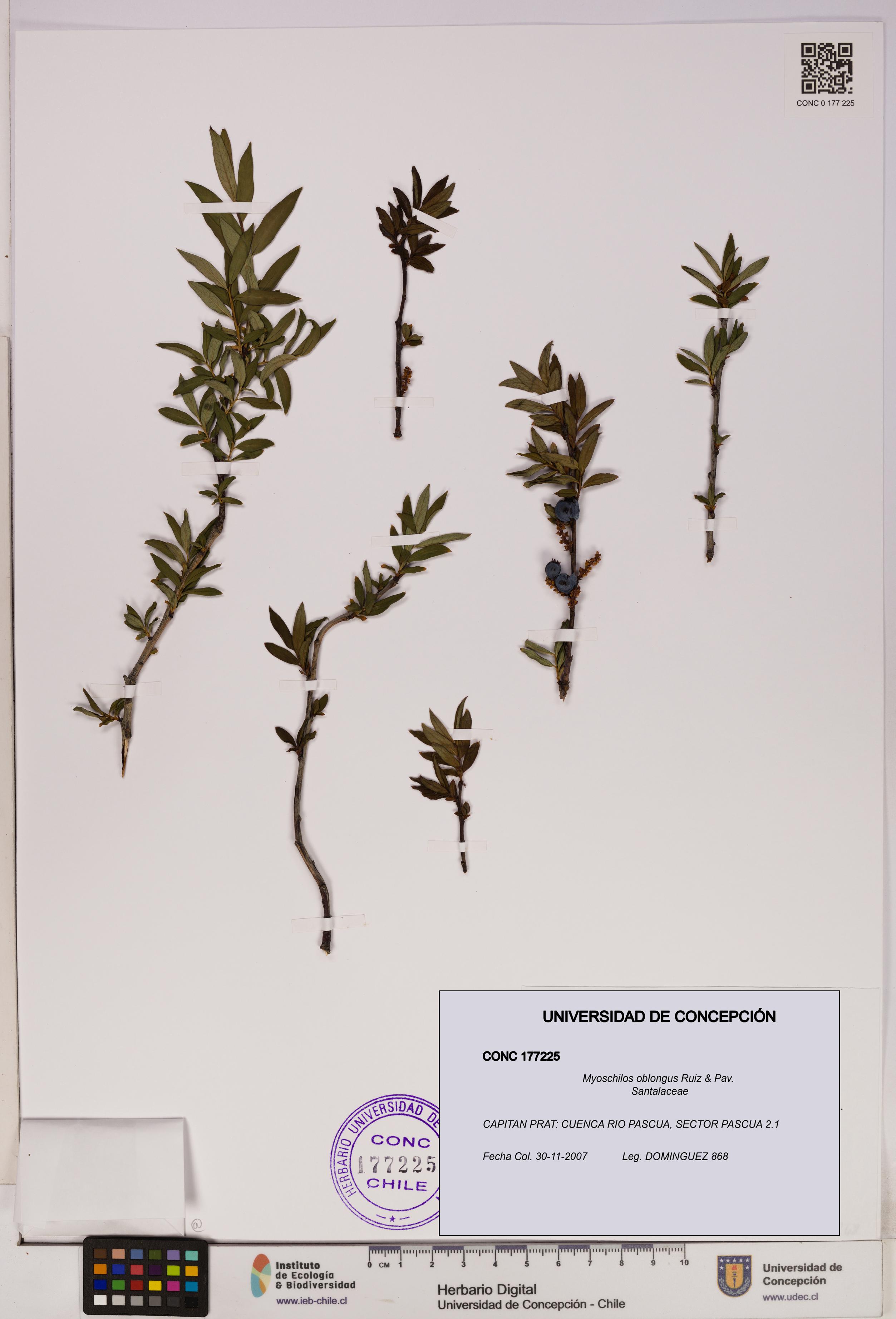 Myoschilos oblongus [Espécimen: UDEC:CONC:0177225]