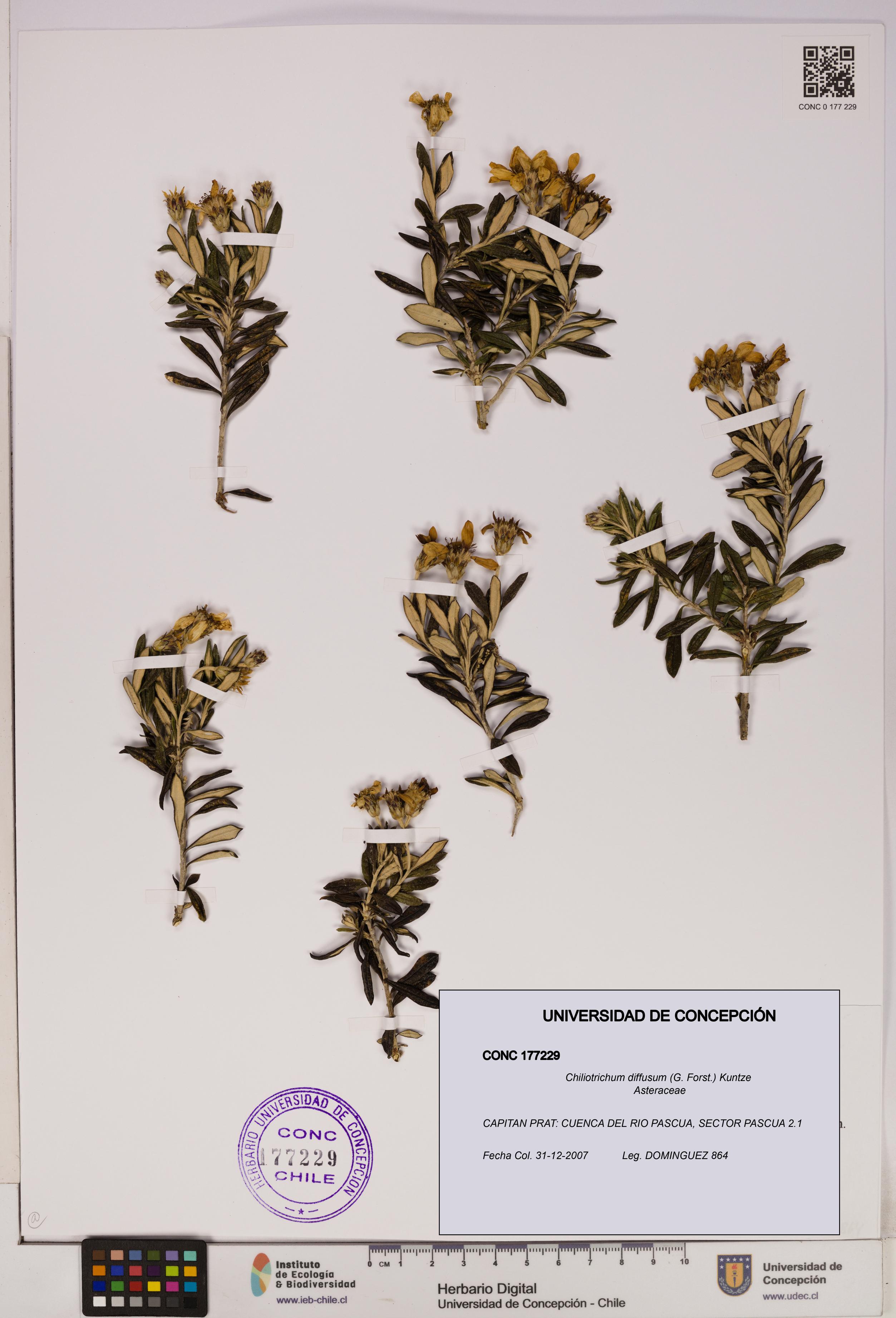 Chiliotrichum diffusum [Espécimen: UDEC:CONC:0177229]