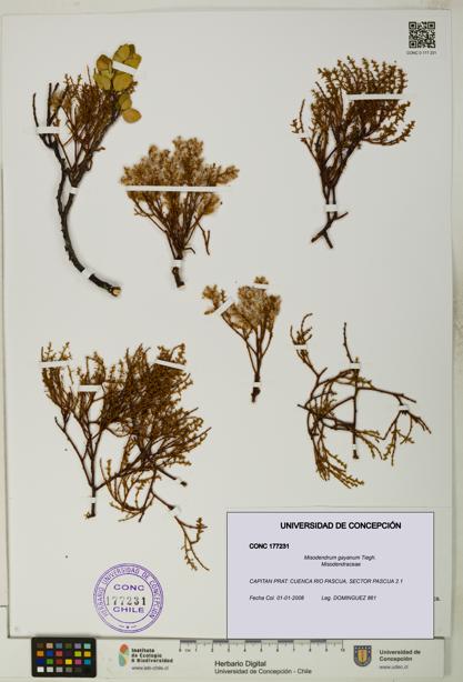 Misodendrum gayanum [Espécimen: UDEC:CONC:0177231]