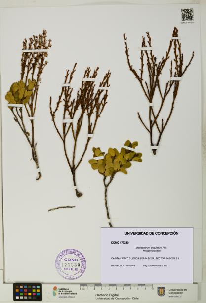 Misodendrum angulatum [Espécimen: UDEC:CONC:0177233]