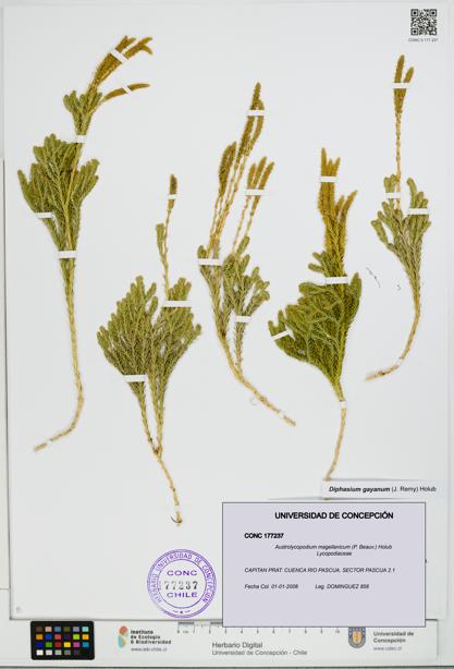 Austrolycopodium magellanicum [Espécimen: UDEC:CONC:0177237]