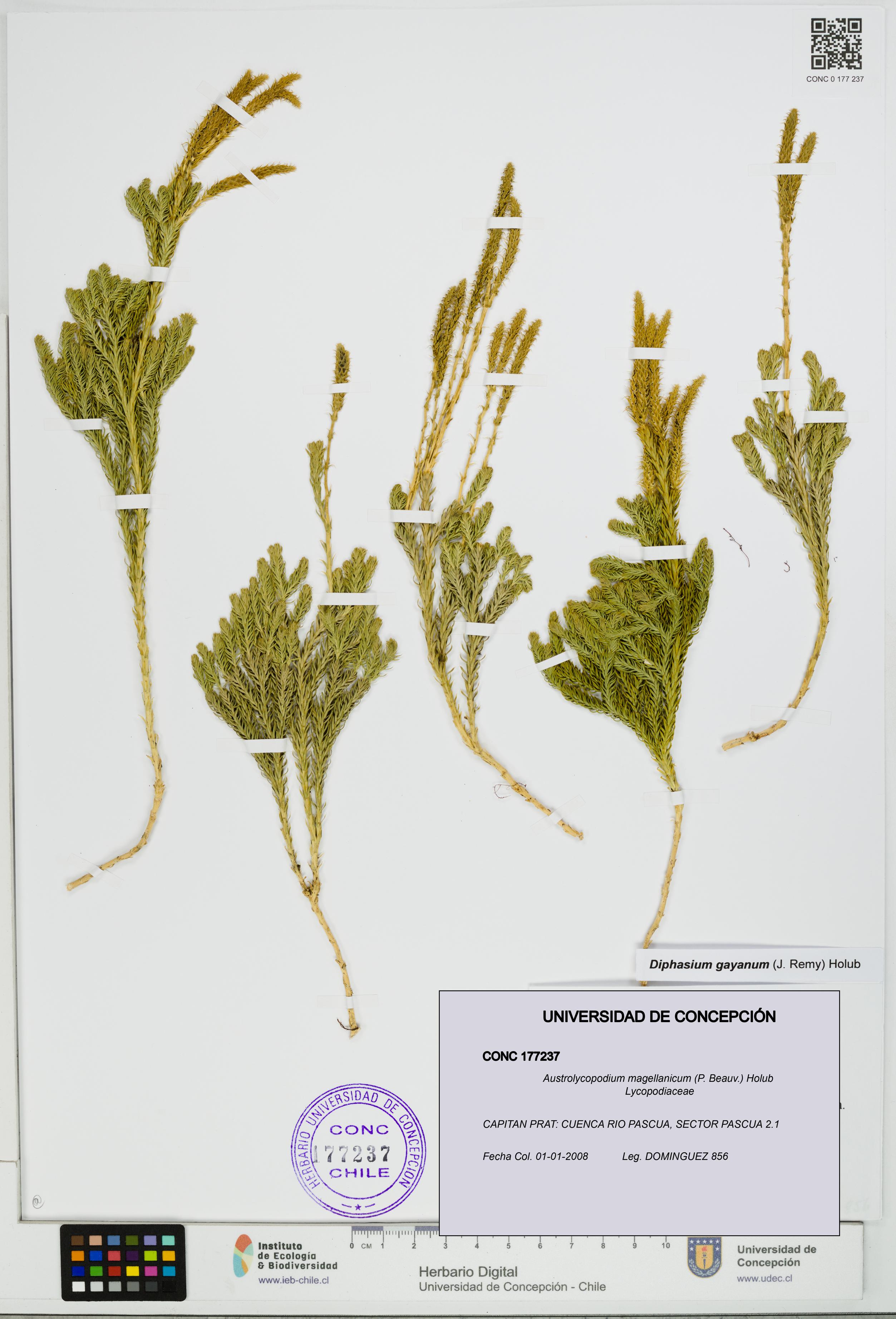 Austrolycopodium magellanicum [Espécimen: UDEC:CONC:0177237]