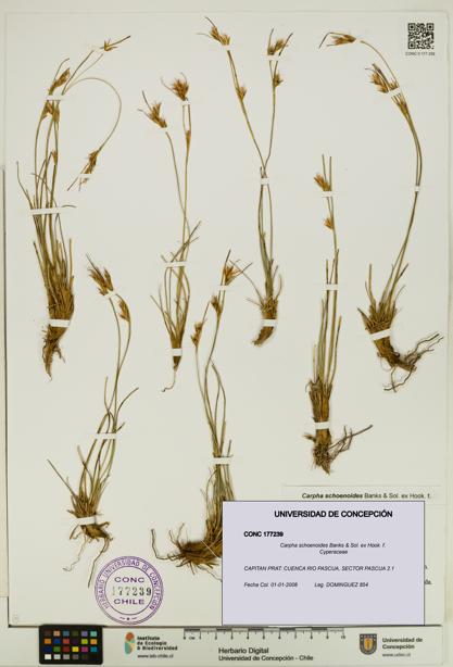 Carpha schoenoides [Espécimen: UDEC:CONC:0177239]