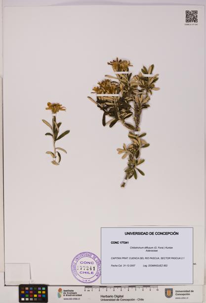 Chiliotrichum diffusum [Espécimen: UDEC:CONC:0177241]