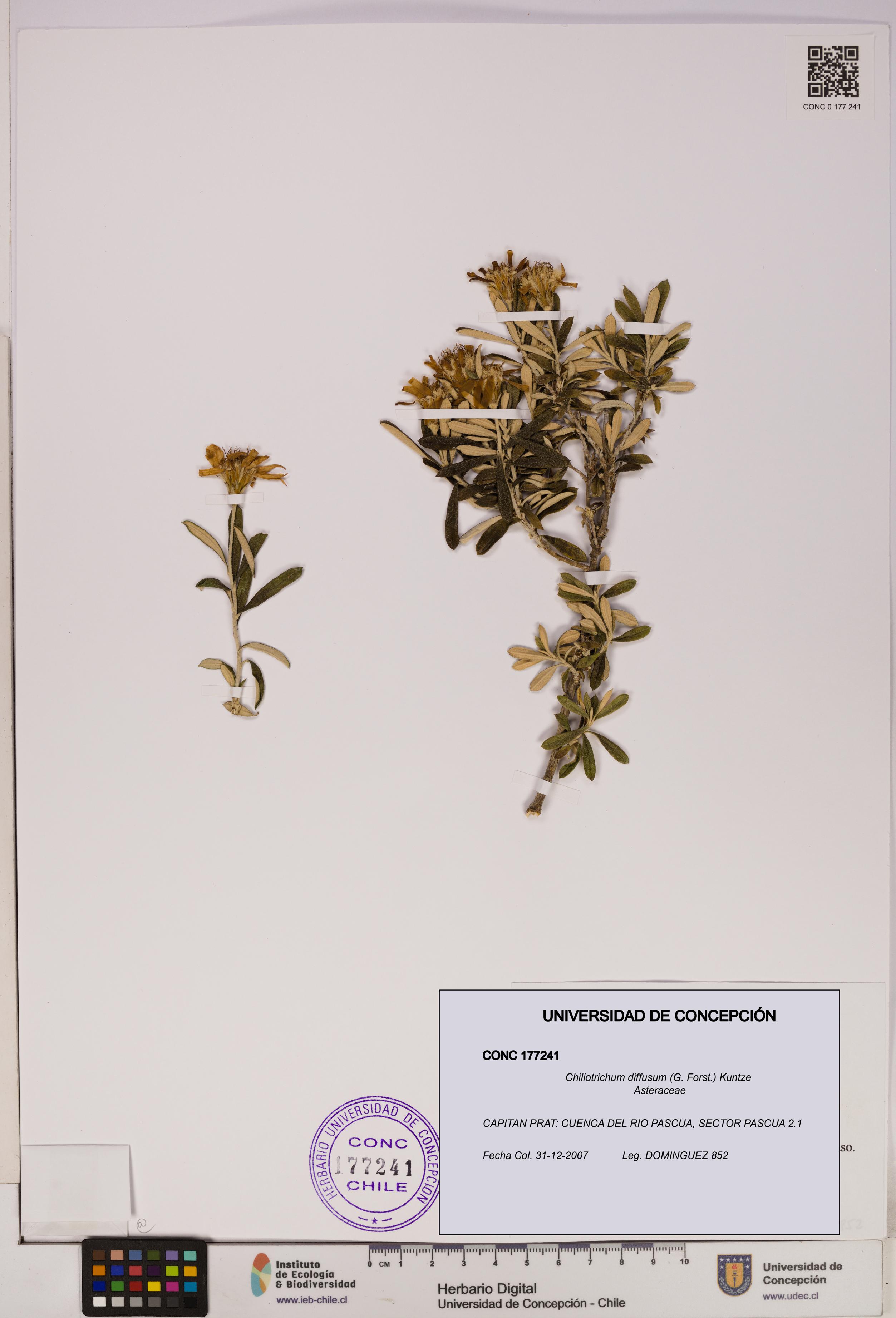 Chiliotrichum diffusum [Espécimen: UDEC:CONC:0177241]