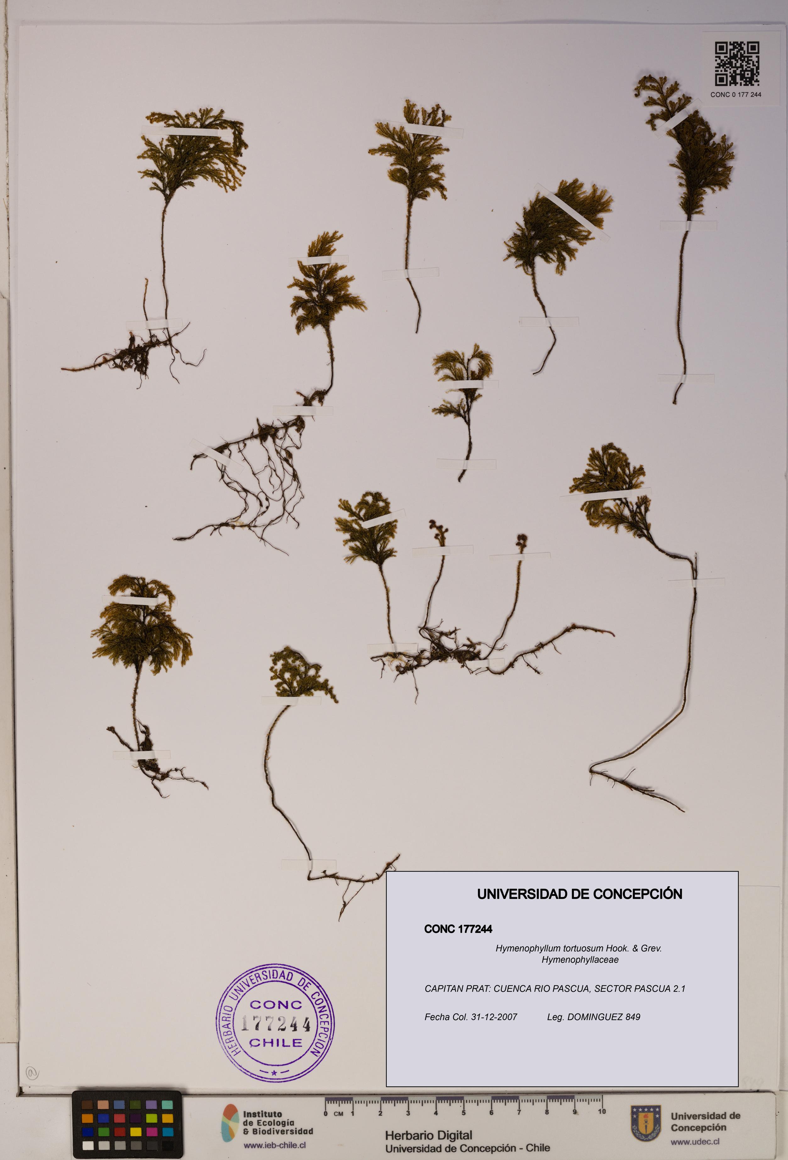 Hymenophyllum tortuosum [Espécimen: ]