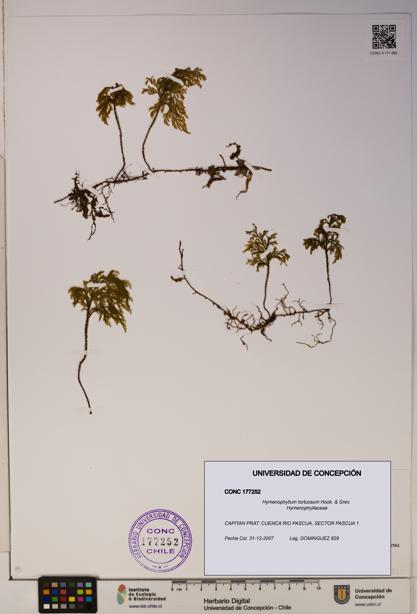 Hymenophyllum tortuosum [Espécimen: ]