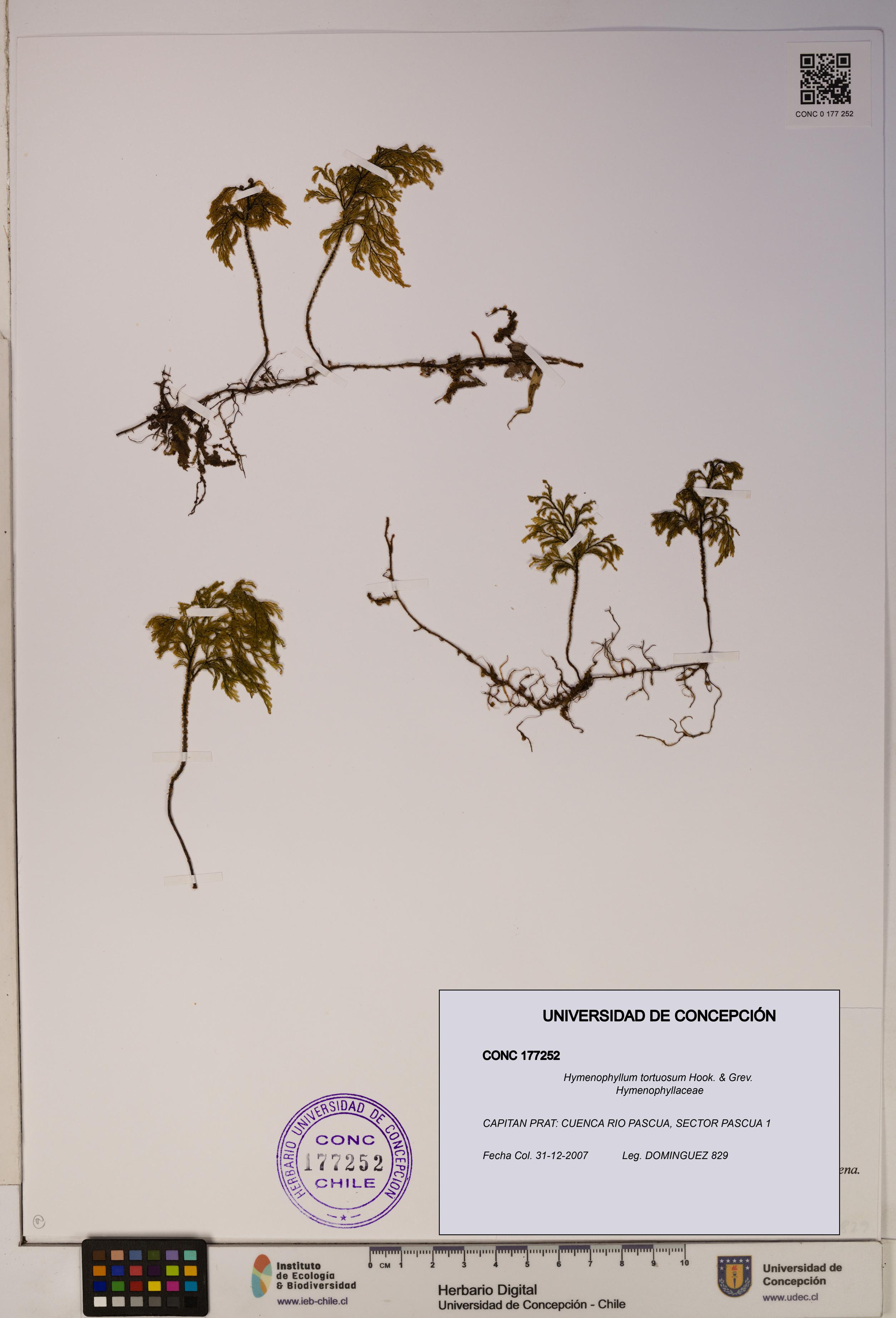 Hymenophyllum tortuosum [Espécimen: ]