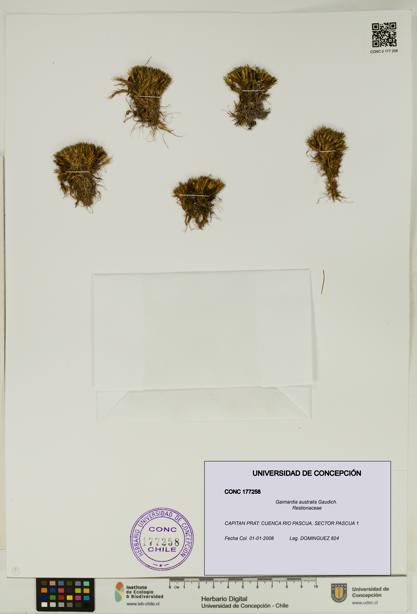 Gaimardia australis [Espécimen: UDEC:CONC:0177258]