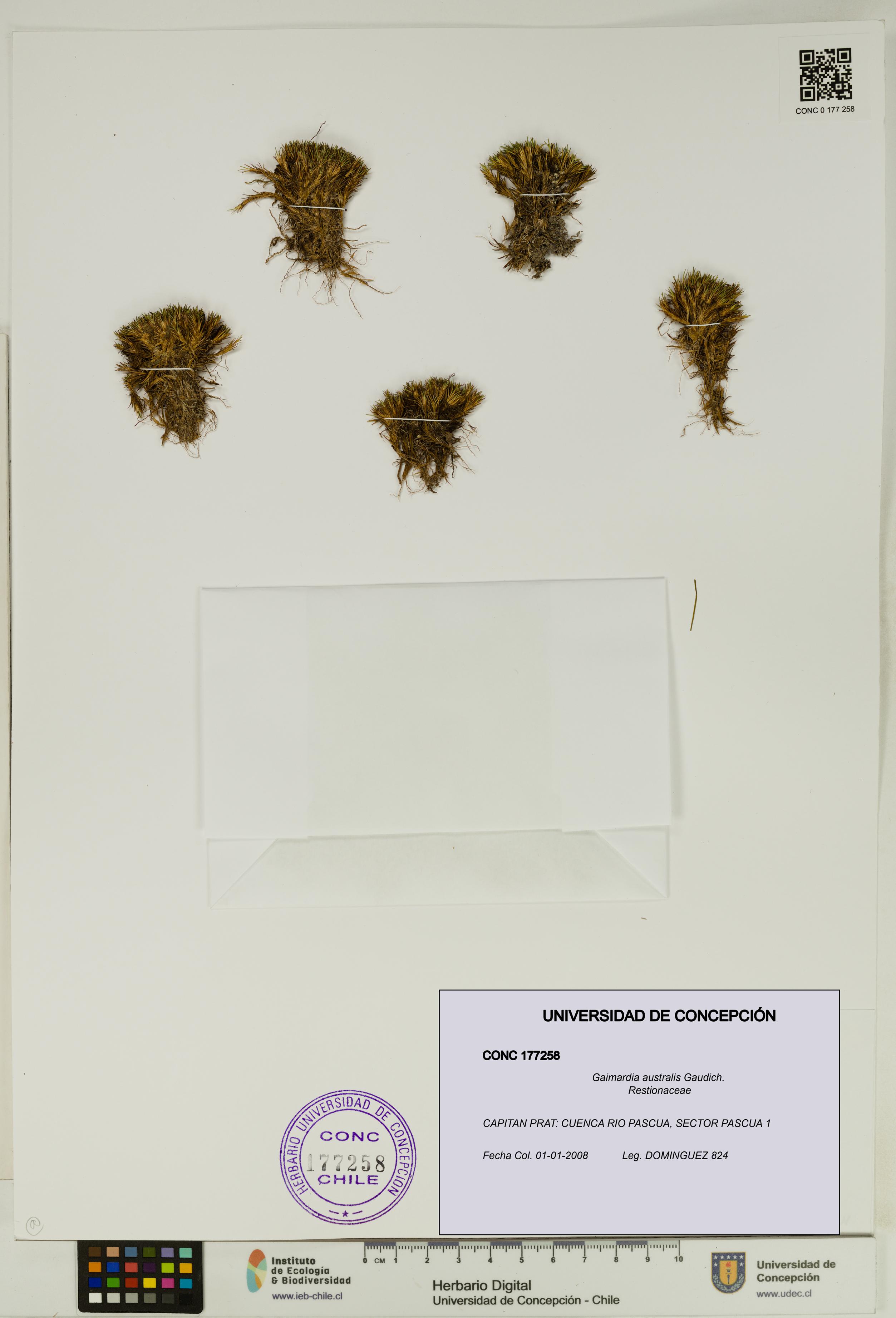 Gaimardia australis [Espécimen: UDEC:CONC:0177258]