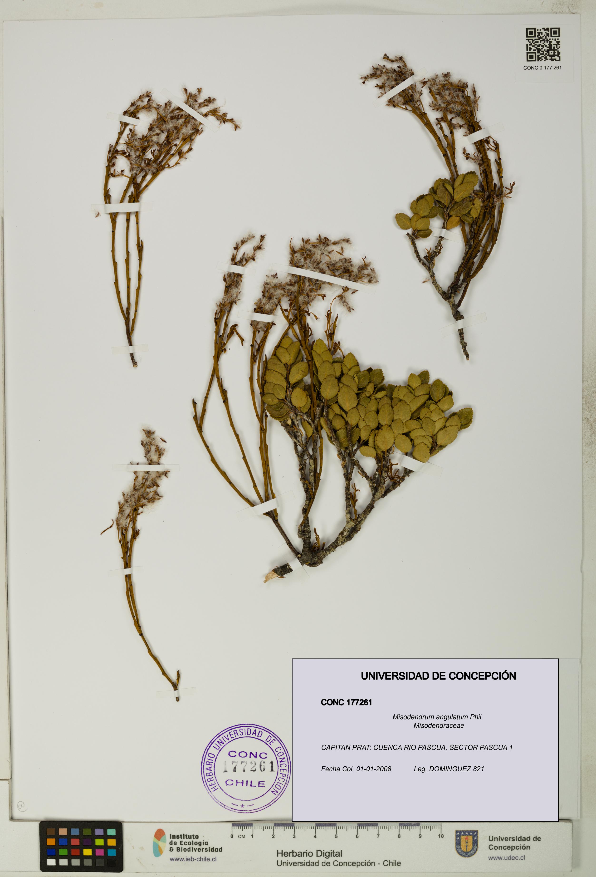 Misodendrum angulatum [Espécimen: UDEC:CONC:0177261]