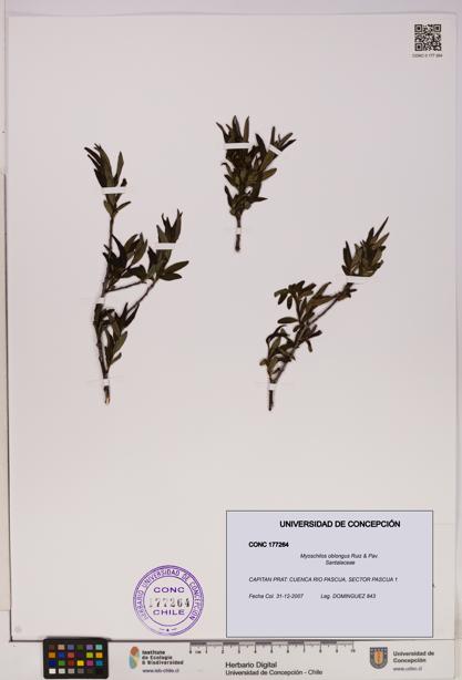 Myoschilos oblongus [Espécimen: UDEC:CONC:0177264]