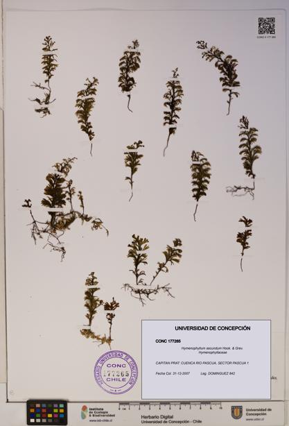Hymenophyllum secundum [Espécimen: ]