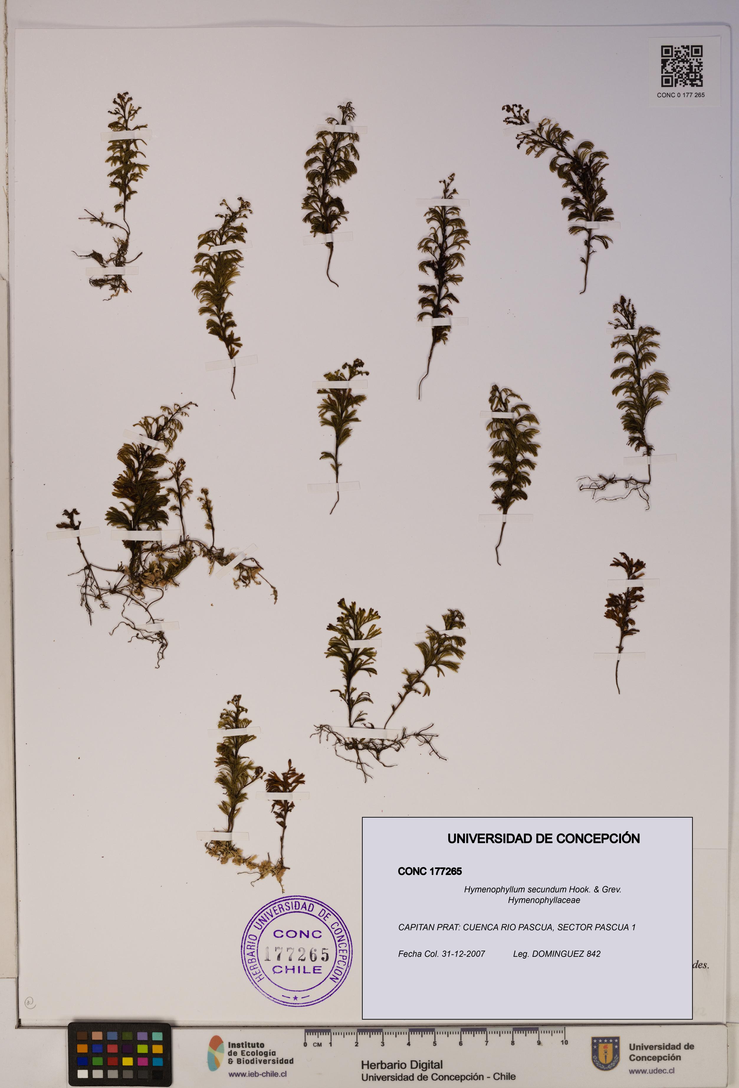 Hymenophyllum secundum [Espécimen: ]