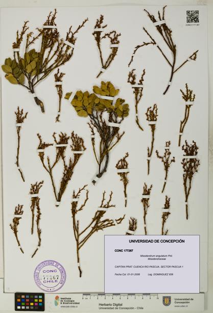 Misodendrum angulatum [Espécimen: UDEC:CONC:0177267]