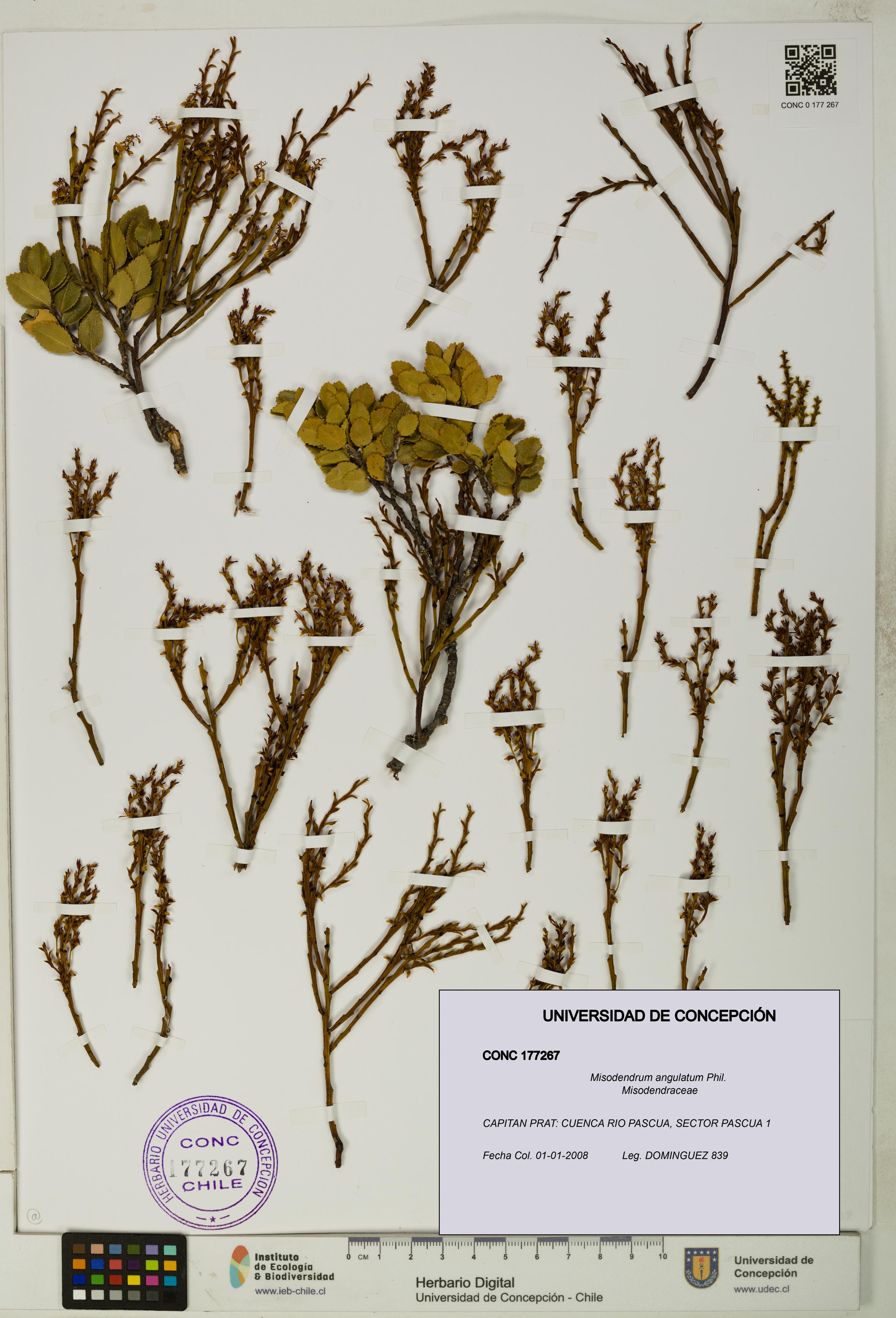 Misodendrum angulatum [Espécimen: UDEC:CONC:0177267]