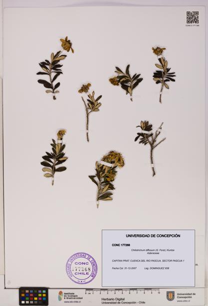 Chiliotrichum diffusum [Espécimen: UDEC:CONC:0177268]
