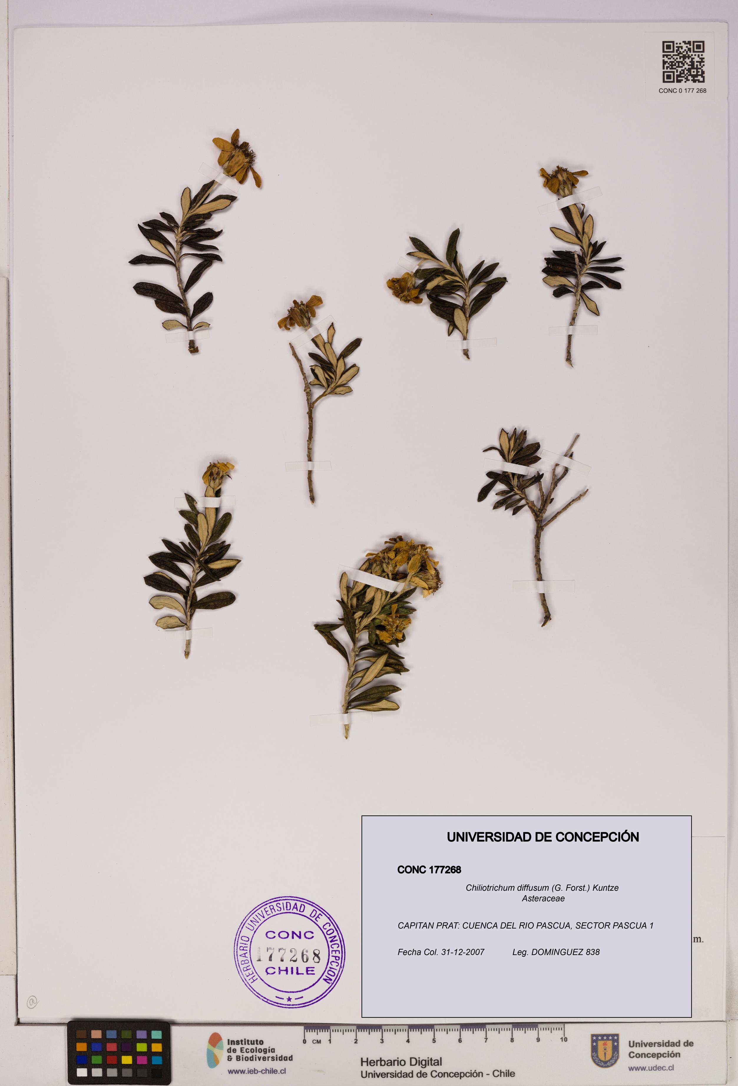Chiliotrichum diffusum [Espécimen: UDEC:CONC:0177268]