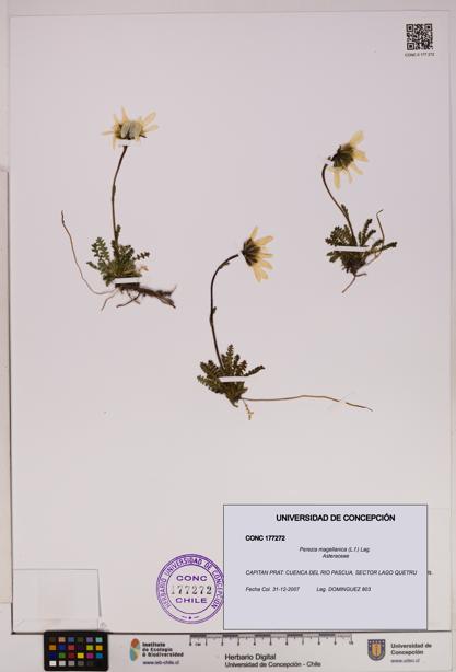 Perezia magellanica [Espécimen: UDEC:CONC:0177272]