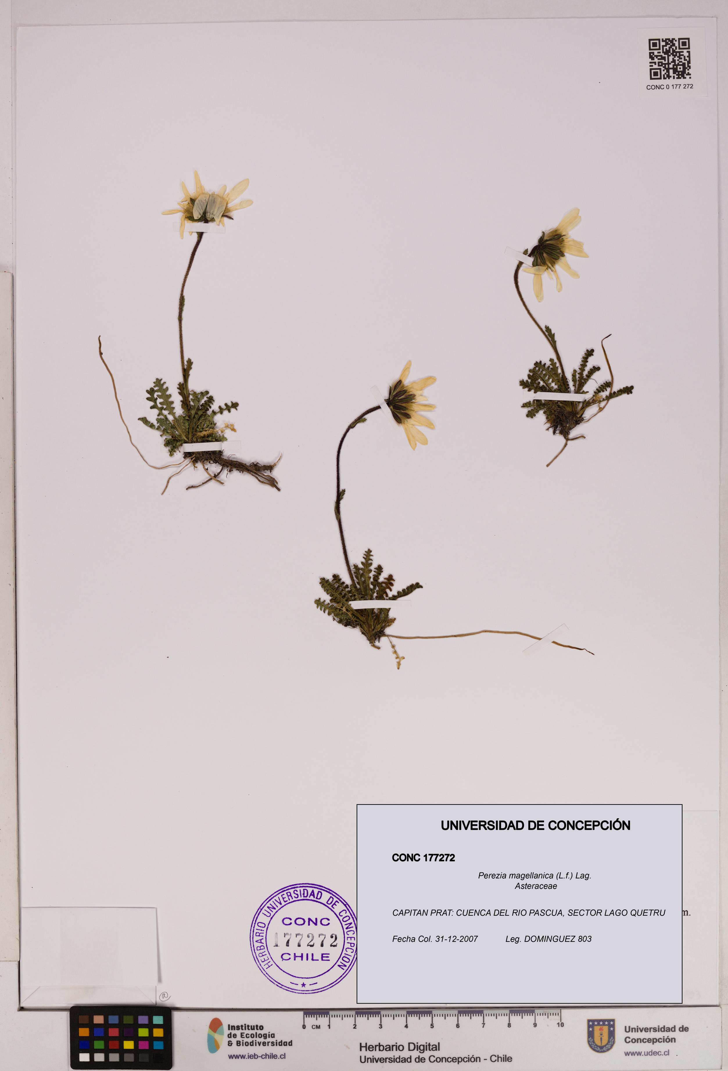 Perezia magellanica [Espécimen: UDEC:CONC:0177272]