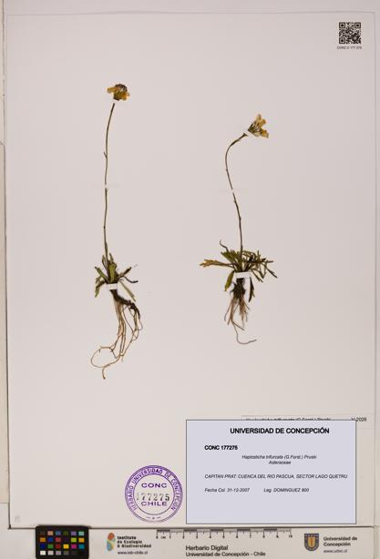 Haplosticha trifurcata [Espécimen: UDEC:CONC:0177275]