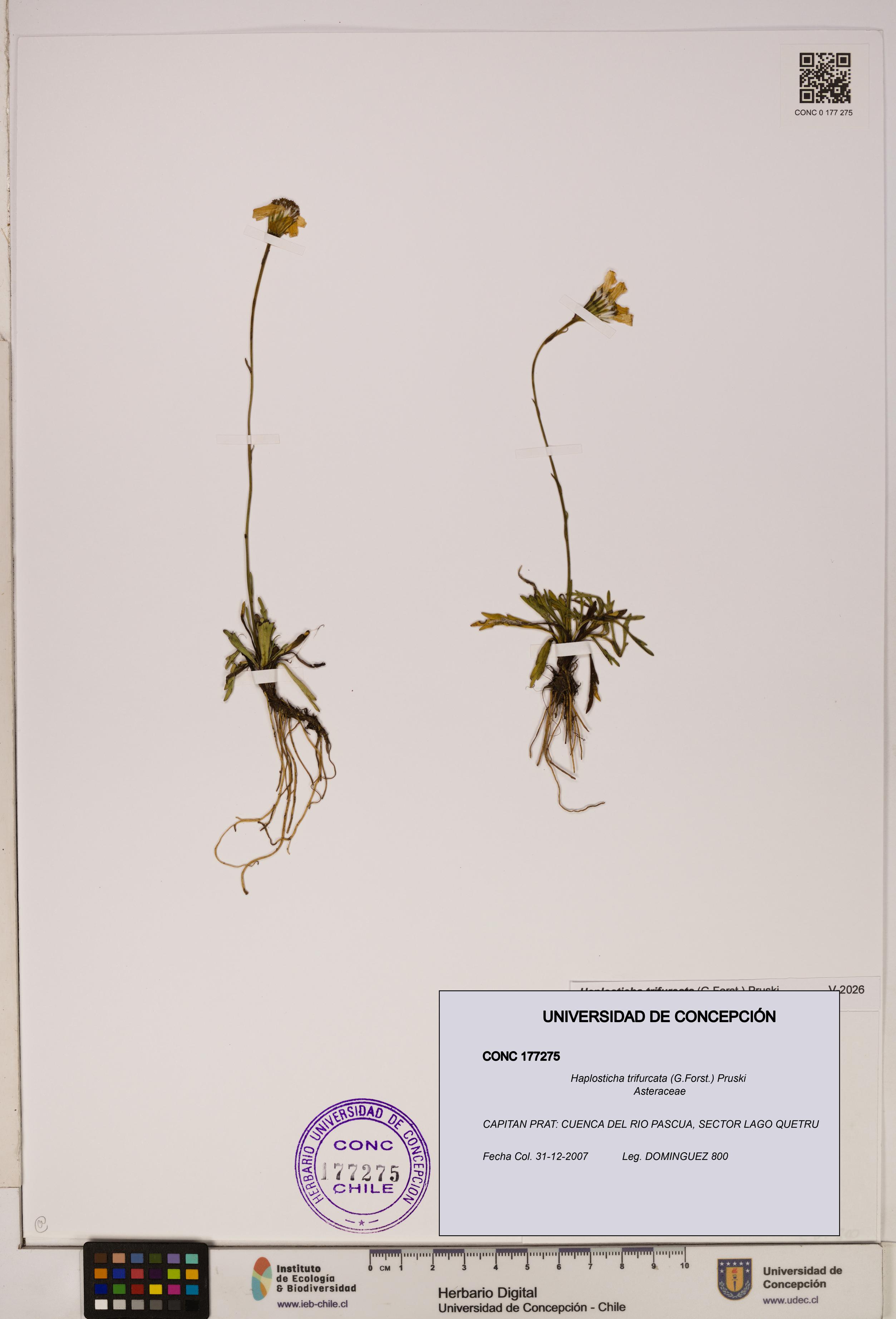 Haplosticha trifurcata [Espécimen: UDEC:CONC:0177275]