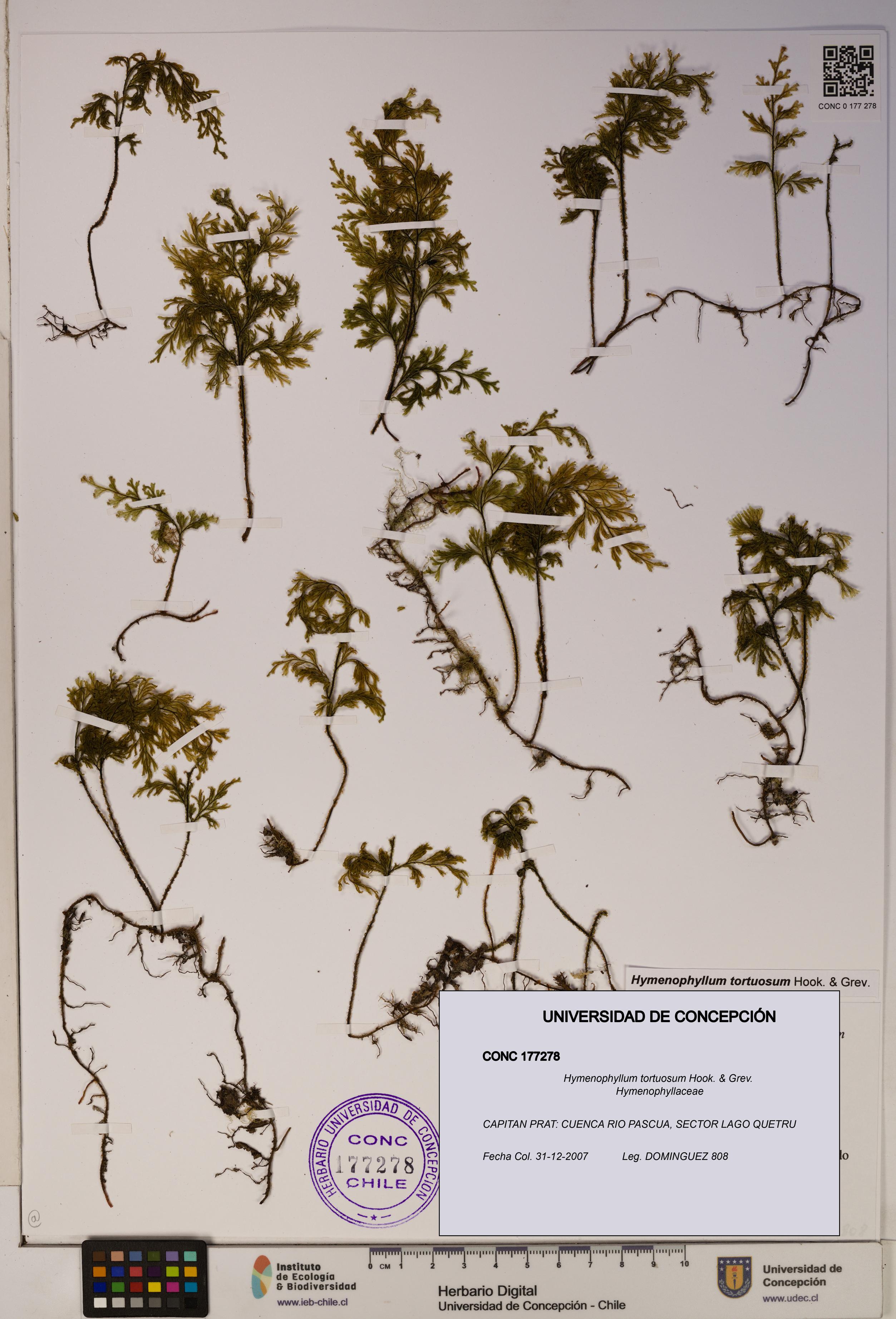 Hymenophyllum tortuosum [Espécimen: ]