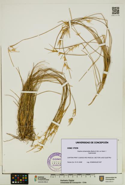 Carpha schoenoides [Espécimen: UDEC:CONC:0177279]