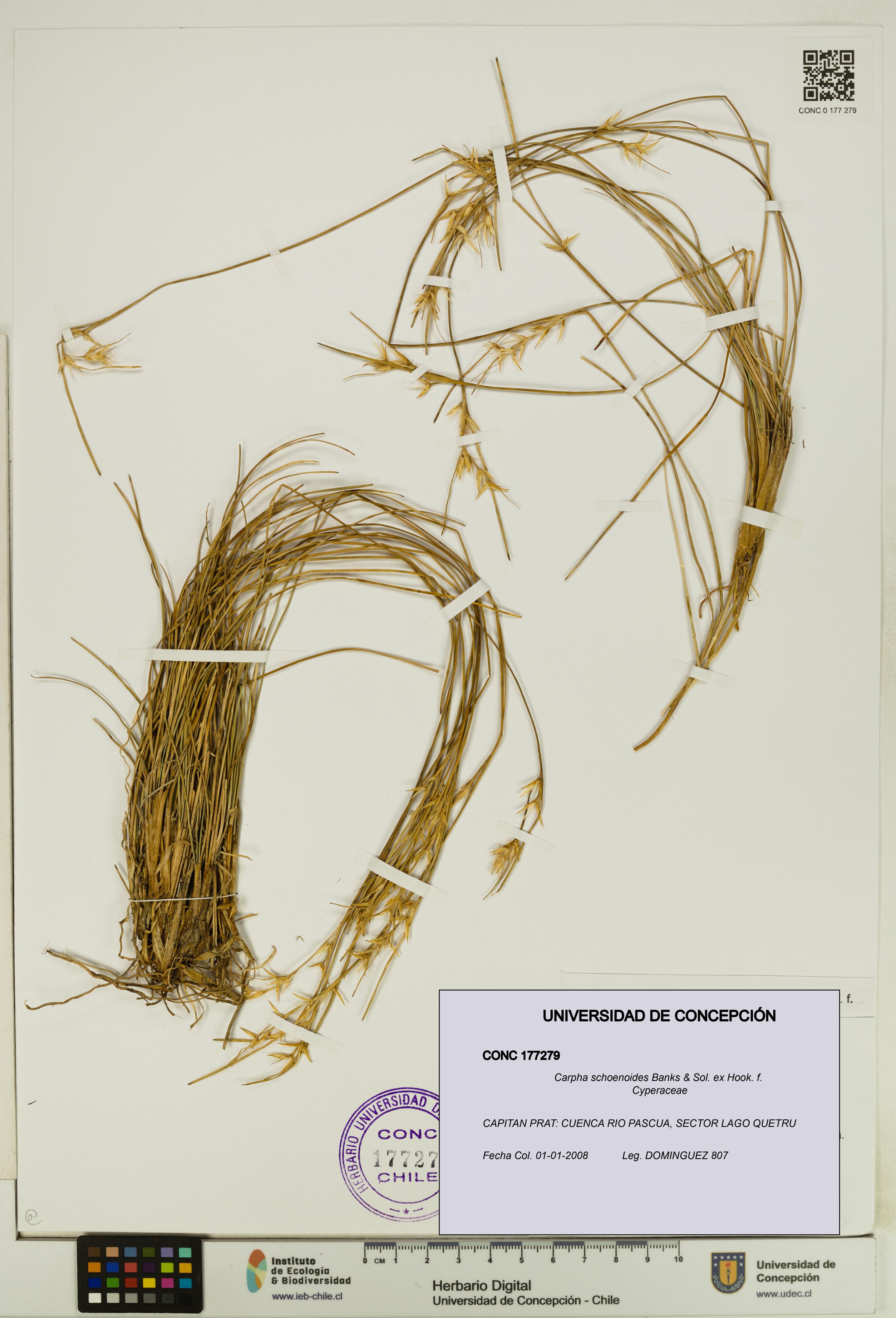 Carpha schoenoides [Espécimen: UDEC:CONC:0177279]