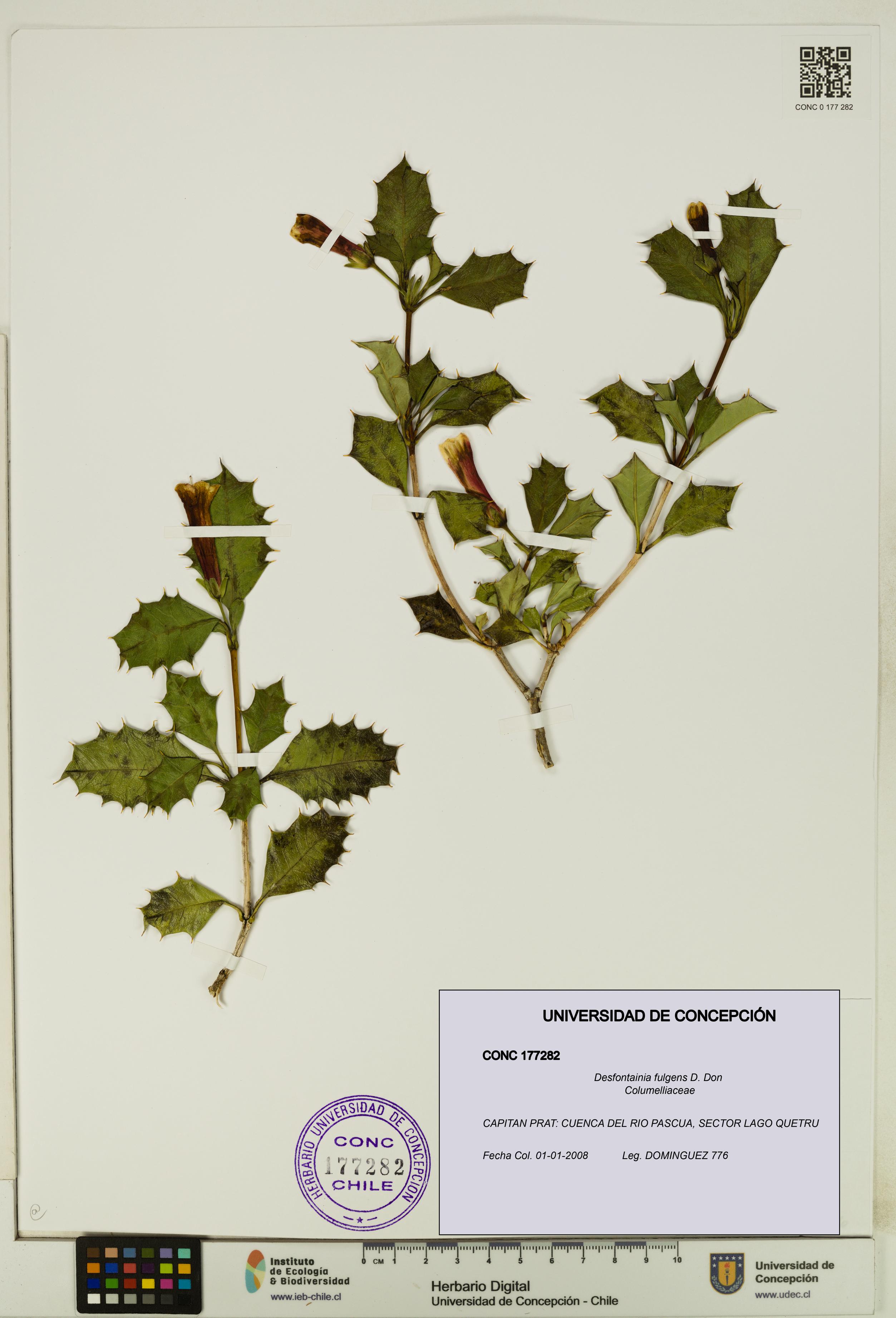 Desfontainia fulgens [Espécimen: UDEC:CONC:0177282]