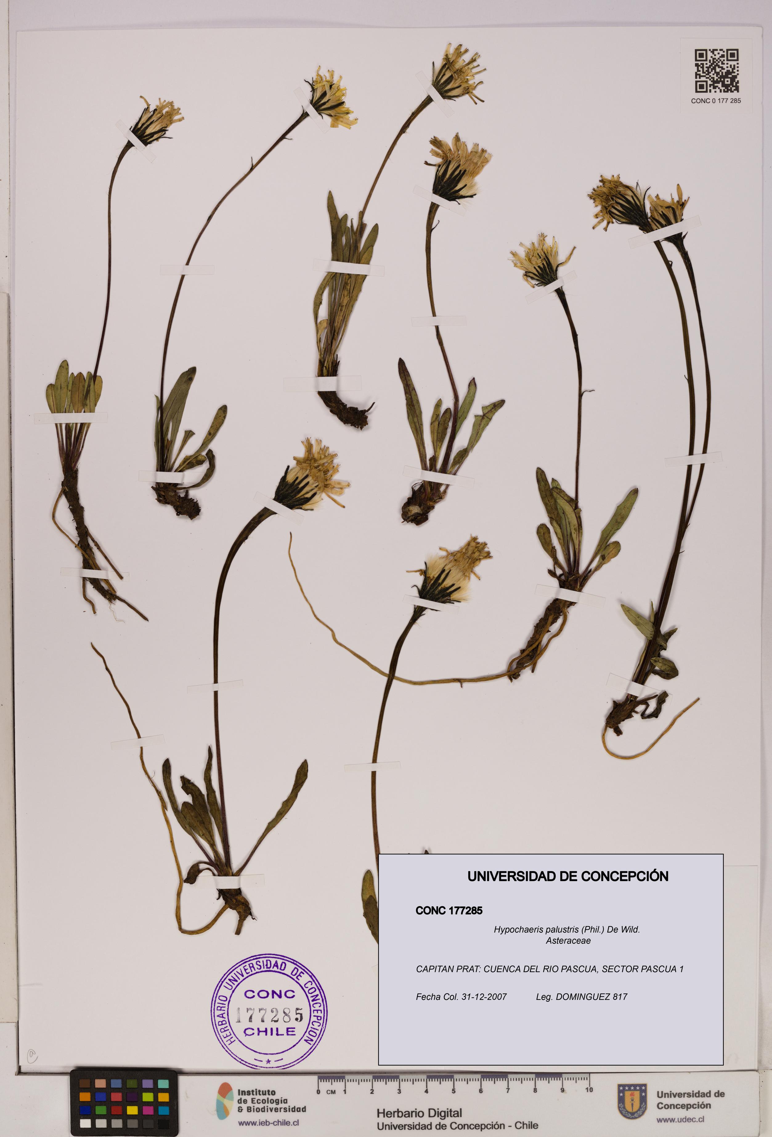 Hypochaeris palustris [Espécimen: UDEC:CONC:0177285]