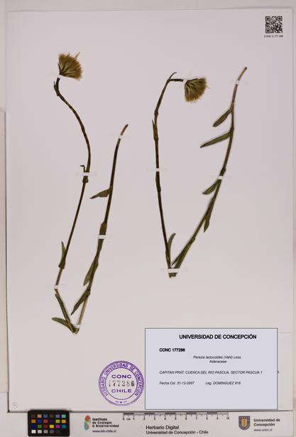 Perezia lactucoides [Espécimen: UDEC:CONC:0177286]