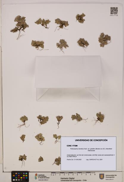 Psilocarphus tenellus var. globifer [Espécimen: ]
