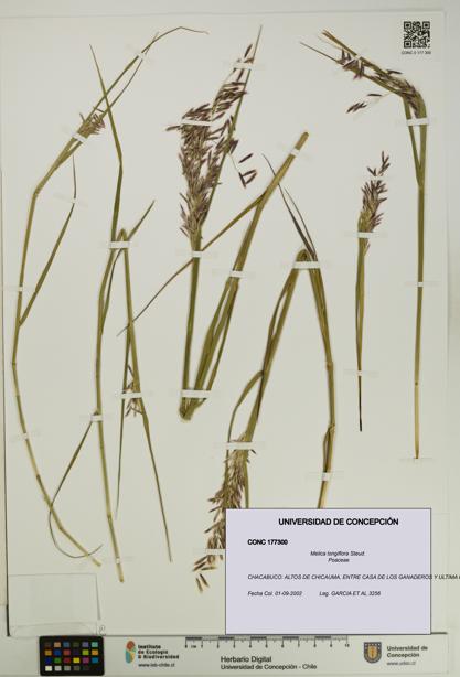 Melica longiflora [Espécimen: UDEC:CONC:0177300]