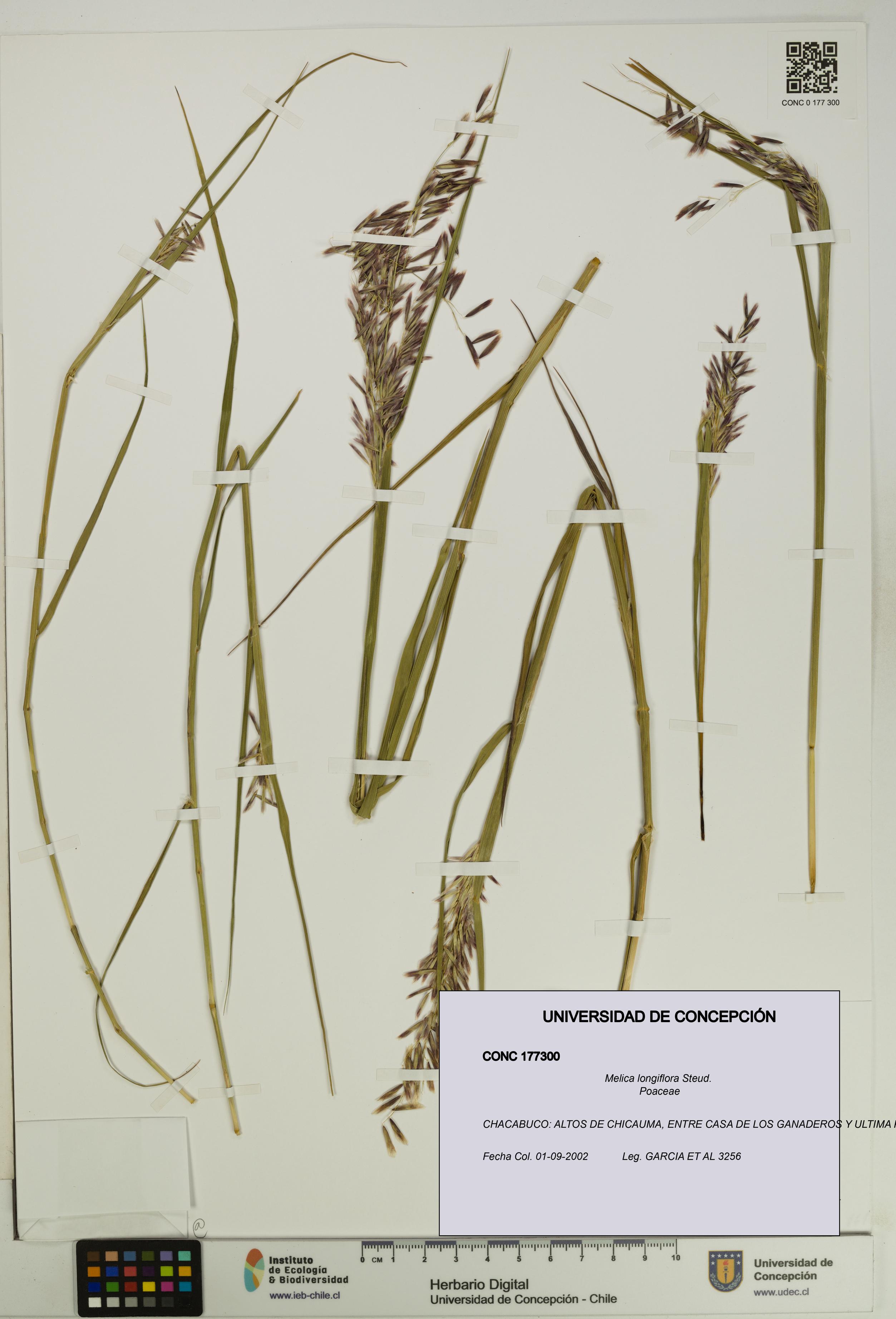 Melica longiflora [Espécimen: UDEC:CONC:0177300]